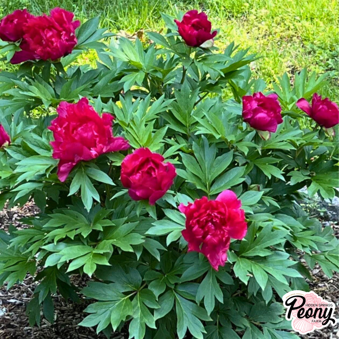 Garden Candy® Peach-A-Licious™ Itoh Peony — Hidden Springs Peony Farm